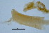  (Prionospio saccifera - BIOUG06646-D01)  @11 [ ] CreativeCommons - Attribution Non-Commercial Share-Alike (2013) Hong Zhou Ocean University of China
