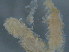  ( - BIOUG06646-H10)  @12 [ ] CreativeCommons - Attribution Non-Commercial Share-Alike (2013) Hong Zhou Ocean University of China