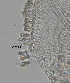 ( - BIOUG06647-D09)  @11 [ ] CreativeCommons - Attribution Non-Commercial Share-Alike (2013) Hong Zhou Ocean University of China
