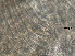  ( - BIOUG06647-D10)  @11 [ ] CreativeCommons - Attribution Non-Commercial Share-Alike (2013) Hong Zhou Ocean University of China