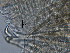  ( - BIOUG06647-D12)  @11 [ ] CreativeCommons - Attribution Non-Commercial Share-Alike (2013) Hong Zhou Ocean University of China