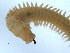  (Nereis sinensis - BIOUG06836-A01)  @13 [ ] CreativeCommons - Attribution Non-Commercial Share-Alike (2014) Hong Zhou Ocean University of China