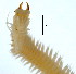  ( - BIOUG06836-A03)  @13 [ ] CreativeCommons - Attribution Non-Commercial Share-Alike (2014) Hong Zhou Ocean University of China