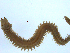  (Nereis heterocirrata - BIOUG06836-D01)  @14 [ ] CreativeCommons - Attribution Non-Commercial Share-Alike (2014) Hong Zhou Ocean University of China