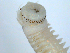  ( - BIOUG06836-D04)  @12 [ ] CreativeCommons - Attribution Non-Commercial Share-Alike (2014) Hong Zhou Ocean University of China