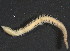  (Paralacydoniidae - BIOUG06836-F04)  @13 [ ] CreativeCommons - Attribution Non-Commercial Share-Alike (2014) Hong Zhou Ocean University of China