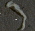  ( - BIOUG06836-F12)  @11 [ ] CreativeCommons - Attribution Non-Commercial Share-Alike (2014) Hong Zhou Ocean University of China