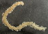  (Phyllodoce papillosa - BIOUG06836-G09)  @13 [ ] CreativeCommons - Attribution Non-Commercial Share-Alike (2014) Hong Zhou Ocean University of China
