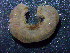  (Eurythoe sp - OUCSYS1405D12001)  @11 [ ] CreativeCommons - Attribution Non-Commercial Share-Alike (2016) Hong Zhou Ocean University of China