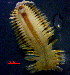  ( - OUCJ040102)  @11 [ ] CreativeCommons - Attribution Non-Commercial Share-Alike (2021) Hong Zhou Ocean University of China