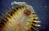  (Eunoe barbata - OUCJ040102)  @11 [ ] CreativeCommons - Attribution Non-Commercial Share-Alike (2021) Hong Zhou Ocean University of China