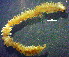  (Perinereis aibuhitensis - OUCQDBSB1512HP40101)  @11 [ ] CreativeCommons - Attribution Non-Commercial Share-Alike (2018) Hong Zhou Ocean University of China