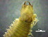  ( - OUCQDBSB1512HP40101)  @11 [ ] CreativeCommons - Attribution Non-Commercial Share-Alike (2018) Hong Zhou Ocean University of China