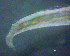  ( - OUCQDBSB1512MP20201)  @11 [ ] CreativeCommons - Attribution Non-Commercial Share-Alike (2018) Hong Zhou Ocean University of China