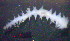  (Micronephthys oligobranchia - OUCJ030101)  @11 [ ] CreativeCommons - Attribution Non-Commercial Share-Alike (2021) Hong Zhou Ocean University of China