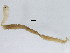  (Glycera onomichiensis - BIOUG03501-D02)  @11 [ ] CreativeCommons - Attribution Non-Commercial Share-Alike (2012) College of Marine Life Science Ocean University of China