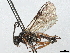  ( - CNC1968770)  @11 [ ] CreativeCommons - Attribution (2022) CBG Photography Group Centre for Biodiversity Genomics