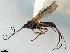  ( - CNC1968787)  @11 [ ] CreativeCommons - Attribution (2022) CBG Photography Group Centre for Biodiversity Genomics