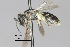  ( - IAE100871)  @11 [ ] CreativeCommons  Attribution Non-Commercial Share-Alike (2022) David Cappaert Institute for Applied Ecology