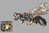  ( - IAE101023)  @11 [ ] CreativeCommons  Attribution Non-Commercial Share-Alike (2022) David Cappaert Institute for Applied Ecology