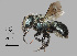  (Osmia sp. MSDC2 - IAE101299)  @11 [ ] CreativeCommons  Attribution Non-Commercial Share-Alike (2022) David Cappaert Institute for Applied Ecology