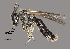  (Panurginus nr. maritimus - IAE108385)  @11 [ ] CreativeCommons  Attribution Non-Commercial Share-Alike (2022) David Cappaert Institute for Applied Ecology
