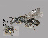  (Hylaeus conspicuus - IAE109466)  @11 [ ] CreativeCommons  Attribution Non-Commercial Share-Alike (2022) David Cappaert Institute for Applied Ecology