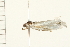 (Scirpophaga sp. 6 - 08-IARI-0066)  @12 [ ] CreativeCommons - Attribution (2008) Unspecified Centre for Biodiversity Genomics