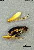  ( - INV14321)  @11 [ ] Creative Commons Attribution NonCommercial ShareAlike (2024) (2024) Research Center in Biodiversity and Genetic Resources Research Center in Biodiversity and Genetic Resources