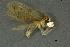  ( - INV14724)  @11 [ ] Creative Commons Attribution NonCommercial ShareAlike (2024) (2024) Research Center in Biodiversity and Genetic Resources Research Center in Biodiversity and Genetic Resources