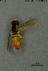  ( - INV18016)  @11 [ ] Creative Commons Attribution NonCommercial ShareAlike (2023) (2024) Research Center in Biodiversity and Genetic Resources Research Center in Biodiversity and Genetic Resources