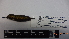  ( - IAvH-BT 4156)  @12 [ ] CreativeCommons - Attribution Non-Commercial Share-Alike (2013) Instituto Humboldt Unspecified