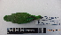  ( - IAvH-BT 10778)  @13 [ ] CreativeCommons - Attribution Non-Commercial Share-Alike (2013) Instituto Humboldt Unspecified