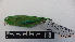  ( - IAvH-BT 10778)  @13 [ ] CreativeCommons - Attribution Non-Commercial Share-Alike (2013) Instituto Humboldt Unspecified
