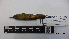  ( - IAvH-BT 10765)  @13 [ ] CreativeCommons - Attribution Non-Commercial Share-Alike (2013) Instituto Humboldt Unspecified