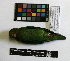  (Bolborhynchus - IAvH-CT 14655)  @13 [ ] CreativeCommons - Attribution Share-Alike (2014) Unspecified Instituto de Investigacion de Recursos Biologicos Alexander von Humboldt