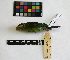  ( - IAvH-CT 14678)  @12 [ ] CreativeCommons - Attribution Share-Alike (2014) Unspecified Instituto de Investigacion de Recursos Biologicos Alexander von Humboldt