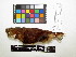  ( - IAvH-CT 17318)  @11 [ ] CreativeCommons - Attribution Share-Alike (2015) Unspecified Instituto de Investigacion de Recursos Biologicos Alexander von Humboldt