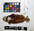  ( - IAvH-CT 17318)  @11 [ ] CreativeCommons - Attribution Share-Alike (2015) Unspecified Instituto de Investigacion de Recursos Biologicos Alexander von Humboldt