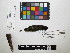  ( - IAvH-CT 17325)  @11 [ ] CreativeCommons - Attribution Share-Alike (2015) Unspecified Instituto de Investigacion de Recursos Biologicos Alexander von Humboldt