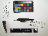  ( - IAvH-CT 17325)  @11 [ ] CreativeCommons - Attribution Share-Alike (2015) Unspecified Instituto de Investigacion de Recursos Biologicos Alexander von Humboldt