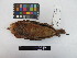  ( - IAvH-CT 2296)  @11 [ ] CreativeCommons - Attribution Share-Alike (2014) Unspecified Instituto de Investigacion de Recursos Biologicos Alexander von Humboldt