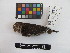  ( - IAvH-CT 2556)  @11 [ ] CreativeCommons - Attribution Share-Alike (2014) Unspecified Instituto de Investigacion de Recursos Biologicos Alexander von Humboldt