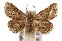  (Prosoparia - IAWAZ-0467)  @15 [ ] CreativeCommons - Attribution (2009) Unspecified Centre for Biodiversity Genomics