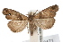  ( - IAWAZ-0471)  @14 [ ] CreativeCommons - Attribution (2009) Unspecified Centre for Biodiversity Genomics
