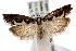  ( - IAWAZ-0489)  @14 [ ] CreativeCommons - Attribution (2009) Unspecified Centre for Biodiversity Genomics