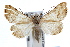  ( - IAWAZ-0496)  @13 [ ] CreativeCommons - Attribution (2009) Unspecified Centre for Biodiversity Genomics