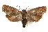  ( - IAWAZ-0315.3)  @14 [ ] CreativeCommons - Attribution (2009) Unspecified Centre for Biodiversity Genomics
