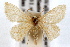  ( - IAWAZ-0682)  @14 [ ] CreativeCommons - Attribution (2009) Unspecified Centre for Biodiversity Genomics