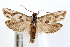  (Pelochrista gilletteana - IAWAZ-0684)  @15 [ ] CreativeCommons - Attribution (2009) Unspecified Centre for Biodiversity Genomics